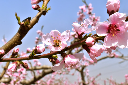 桃花