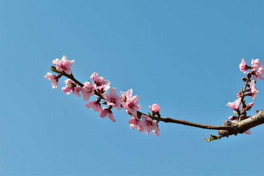 桃花