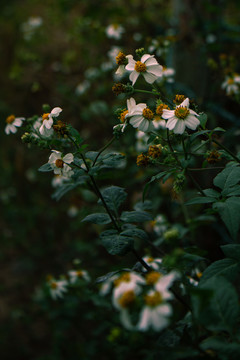 金杯银盏白花鬼针草