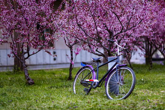 停在桃花树下的自行车
