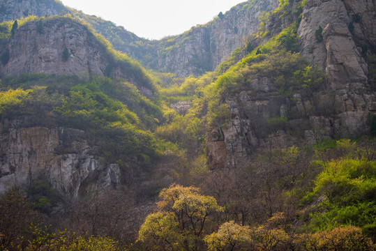 济南南部山区杨家寨连翘花开02