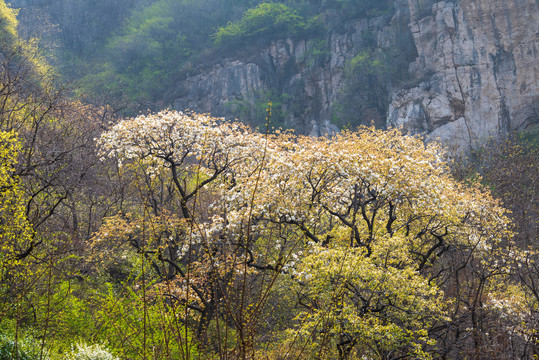 济南南部山区杨家寨连翘花开05