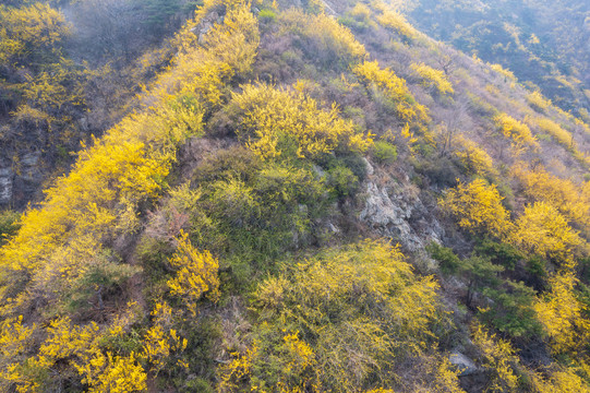 济南南部山区梯子山连翘花开19