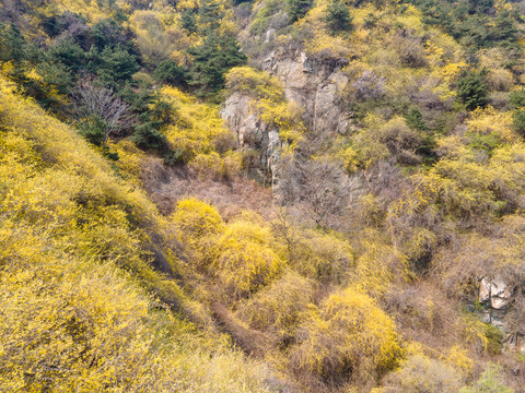 济南南部山区梯子山连翘花开65