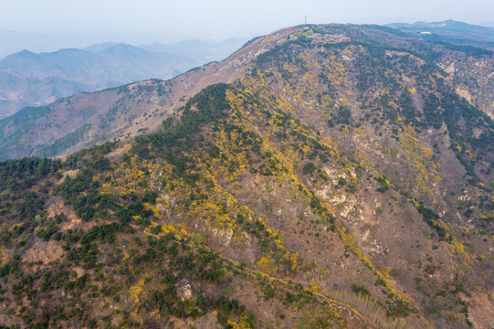 济南南部山区梯子山连翘花开35