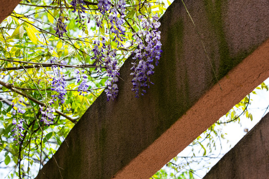 紫藤花架
