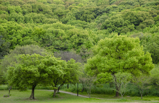 山林绿树