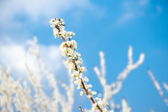 梨花树枝天空