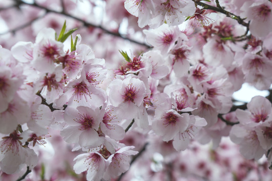 桃花