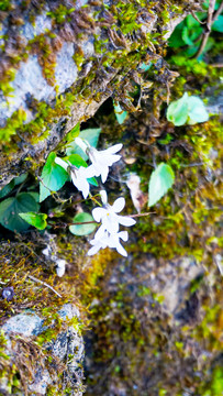 小白花