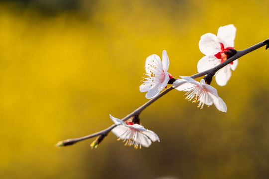 春天桃花