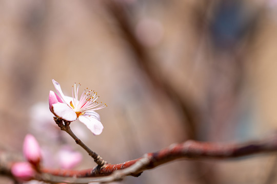 春天粉红桃花花蕊