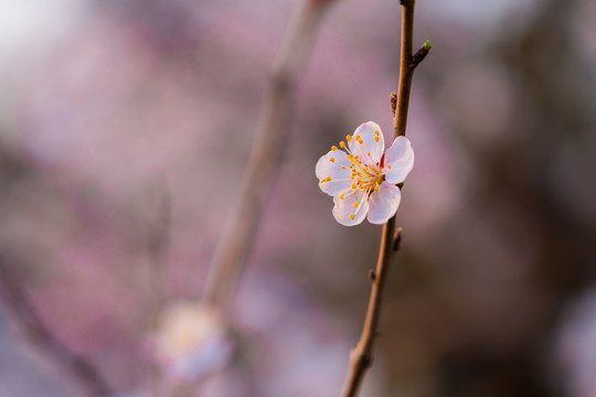 单朵粉红桃花