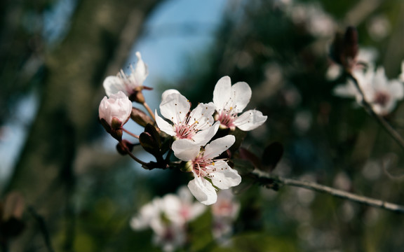 桃花