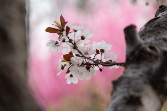 樱花