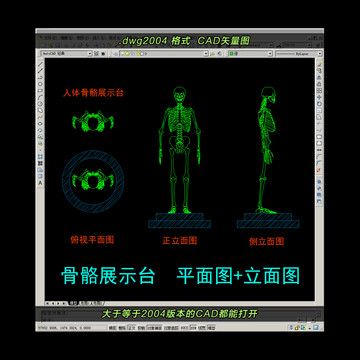 人体骨骼CAD平面图立面图