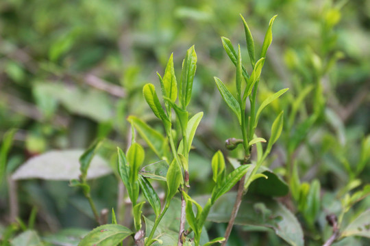 绿茶茶叶