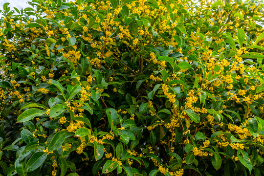 桂花树