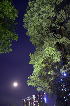 绿树月亮