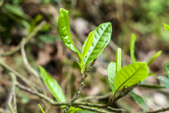 古树茶春茶新茶