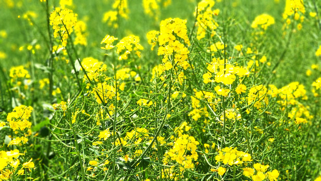 油菜花