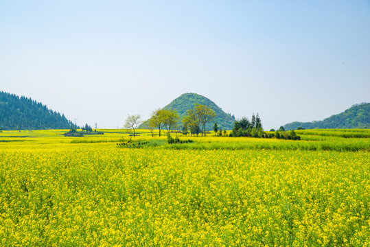 乡村油菜花