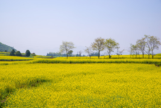 油菜花花海