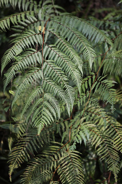 绿色植物叶子