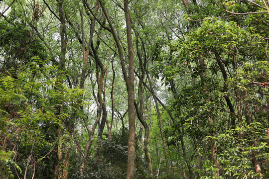 九峰山树林树木