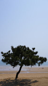 松树