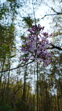 丁香花