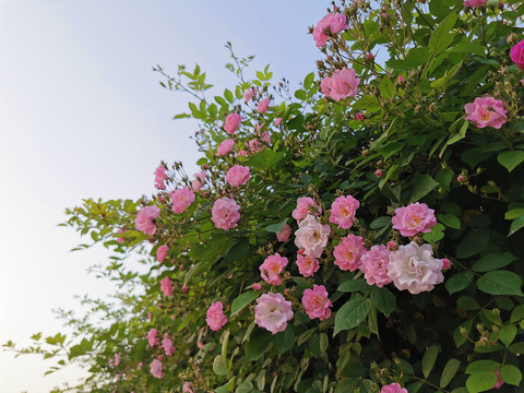 蔷薇花