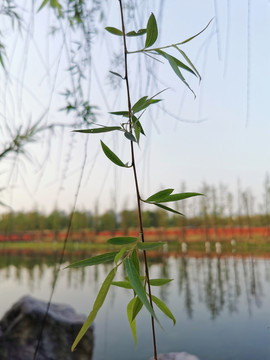 成都锦城湖湿地公园