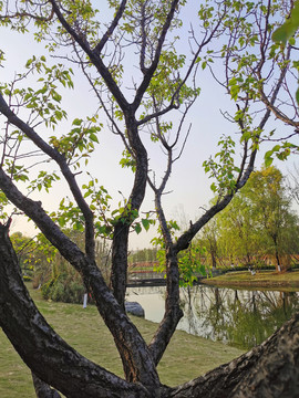 成都锦城湖湿地公园