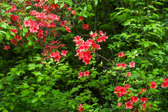 杜鹃花