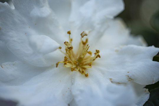 白色茶花花蕊特写