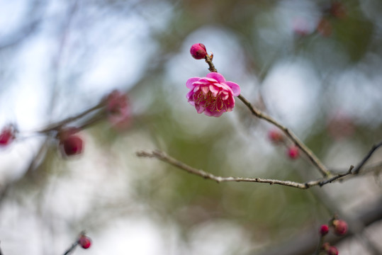 红色春梅花枝