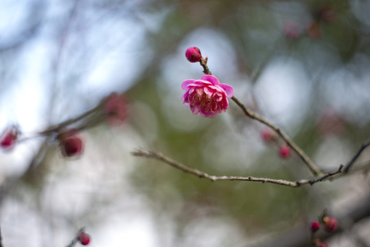 红色梅花