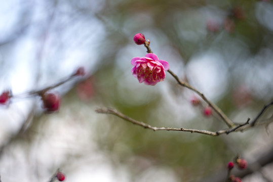 红色梅花