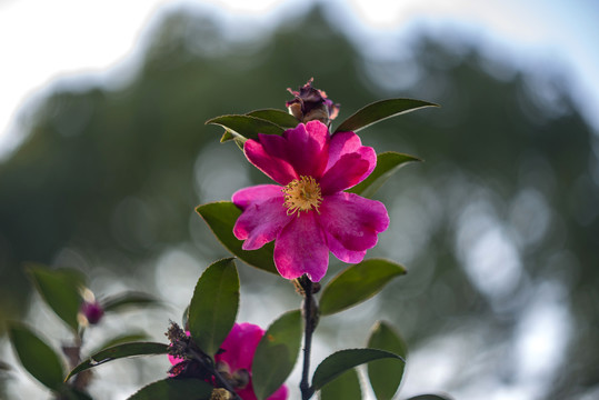 红色山茶花