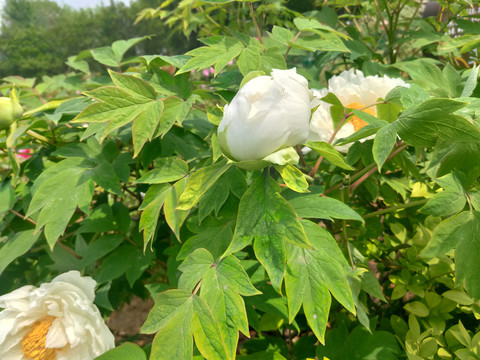 洛阳白牡丹花开