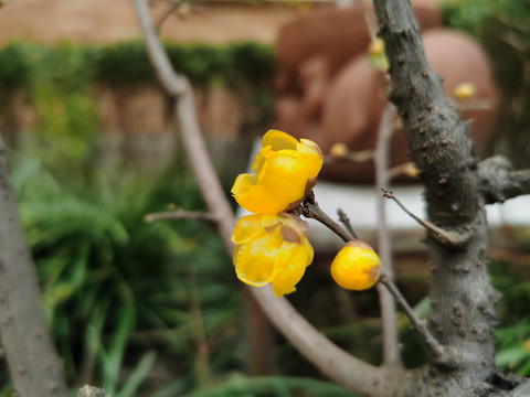 黄色腊梅花