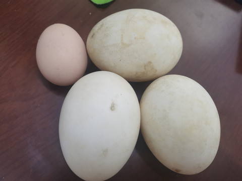 鹅蛋与鸡蛋