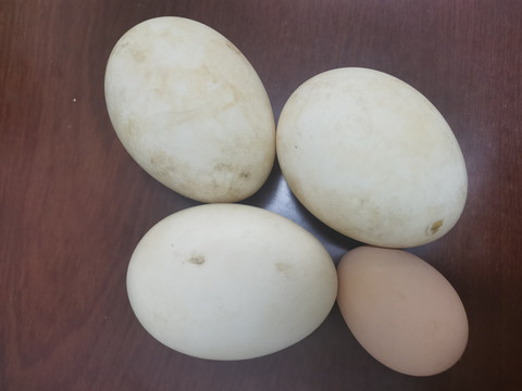 鹅蛋与鸡蛋