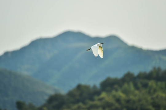 白鹭飞鸟