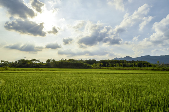 绿稻田