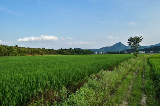 绿稻田