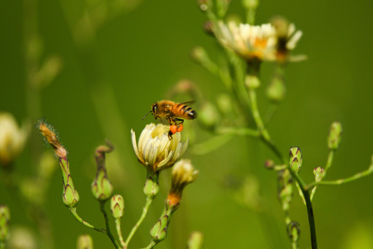 蜜蜂