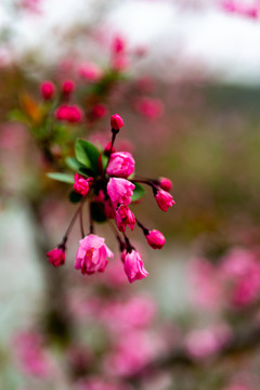 上海嘉北郊野公园春天的花