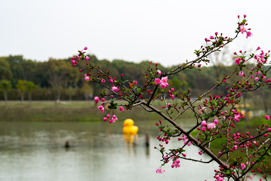 上海嘉北郊野公园春天的花